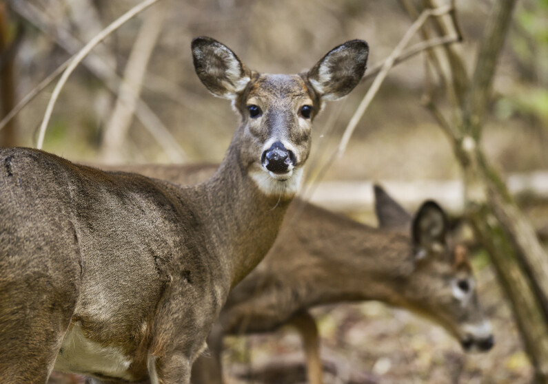 211228 white tail deer al 0949 b8193e