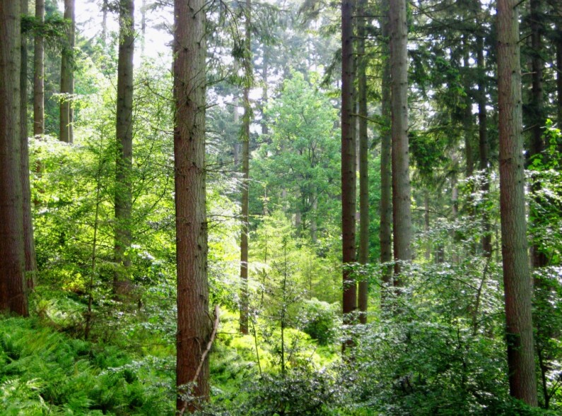 Continuous Cover Forestry in the Lake District Cumbria England