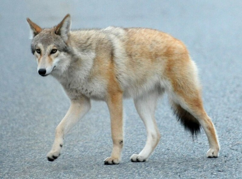 eastern coyote